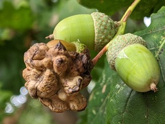 Andricus quercuscalicis