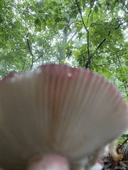 Russula mariae