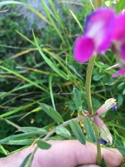 Vicia sativa