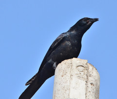 Corvus sinaloae