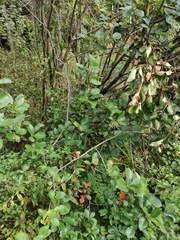 Aronia mitschurinii