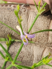 Carlowrightia linearifolia