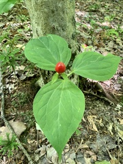 Trillium undulatum