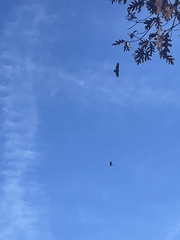 Cathartes aura