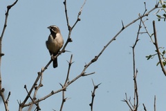 Amphispiza bilineata