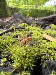 Oecophylla smaragdina