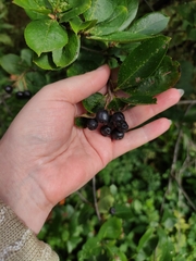 Aronia mitschurinii