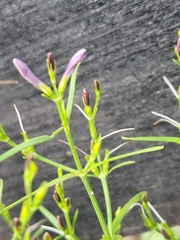 Carlowrightia linearifolia