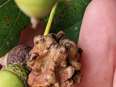 Andricus quercuscalicis