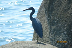 Egretta sacra