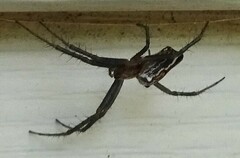 Mecynogea lemniscata