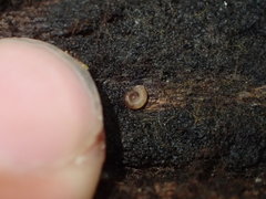 Vallonia perspectiva