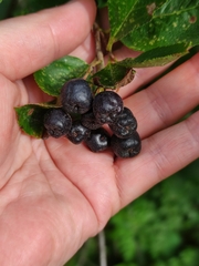 Aronia mitschurinii