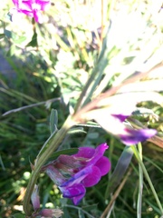 Vicia sativa