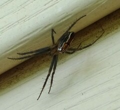 Mecynogea lemniscata