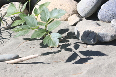 Angelica archangelica