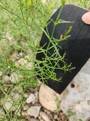 Carlowrightia linearifolia