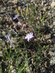 Ipomopsis longiflora
