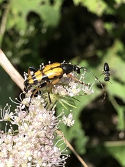 Rutpela maculata