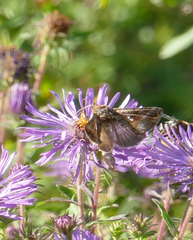 Anagrapha falcifera
