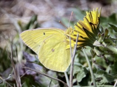 Colias philodice
