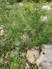 Carlowrightia linearifolia