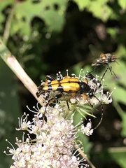 Rutpela maculata