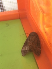 Amphipyra pyramidea