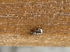 Pseudoedophrys hilleri