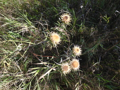 Carlina biebersteinii