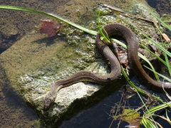 Nerodia sipedon pleuralis