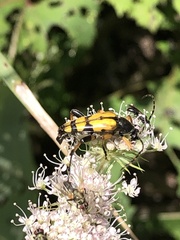 Rutpela maculata