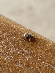 Pseudoedophrys hilleri