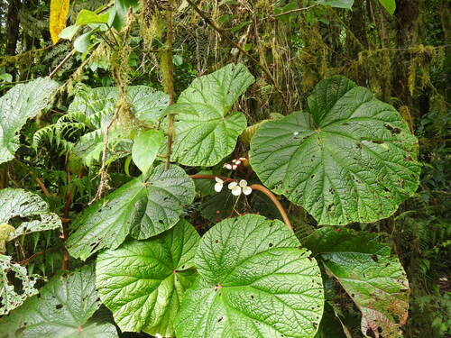 Image of Begonia baccata by (c) Duarte Frade, some rights reserved (CC BY)