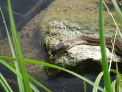 Nerodia sipedon pleuralis