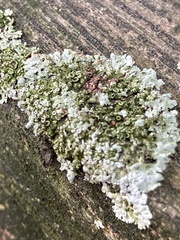 Physcia americana