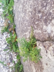 Asplenium ruta-muraria