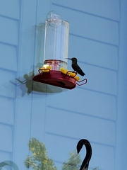 Archilochus colubris