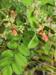 Indigofera lindheimeriana