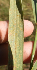 Puccinia