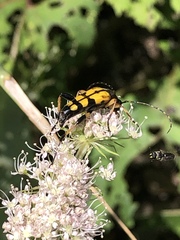 Rutpela maculata