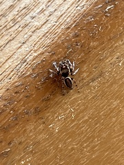 Eris militaris