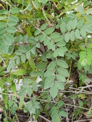 Indigofera lindheimeriana