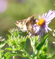 Anagrapha falcifera