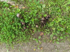 Coprinopsis atramentaria