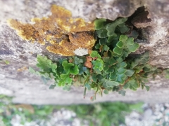 Asplenium ruta-muraria