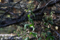 Parasenecio hastatus