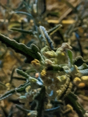 Sphaeralcea angustifolia