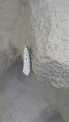 Yponomeuta