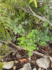 Indigofera lindheimeriana